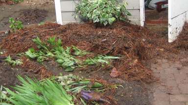 A yard with debris and plants washed over after flooding to a yard on Dresden Lane