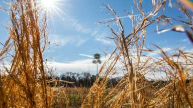 View peeking through brown tall dry grasses of bird house