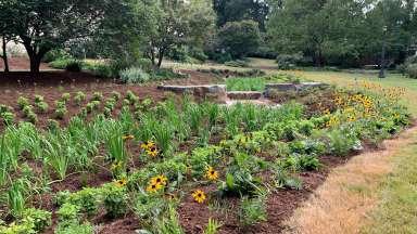 A bioretention area that reduces water pollution coming from the Raleigh Rose Garden.