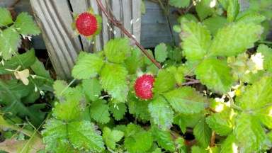 A plant with leaves and strawberry-like berries. 