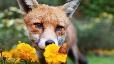 an image of a fox smelling a flower with a butterfly on it