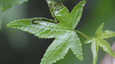 an image of a green maple leaf