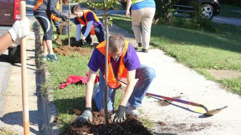 Raleigh park volunteers planting tree in hole by sidewalk