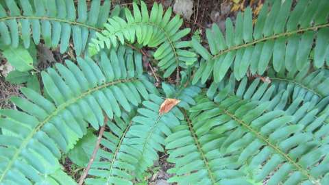 Growing pattern of Christmas Fern clump