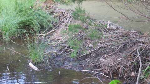 A beaver dam has created a small pool of water.