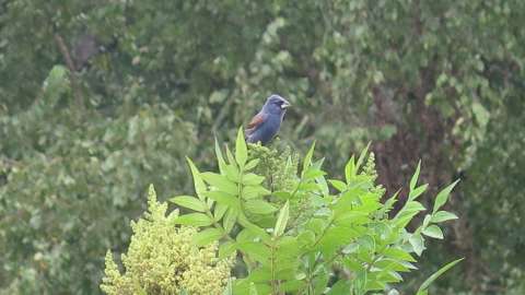 A male Blue Grosbeak bird sitting in a tree