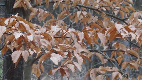 Brown “marcescent” leaves holding on to American Beech tree
