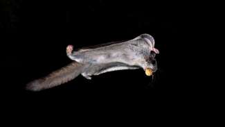 A northern Flying Squirrel shot in pitch black using a trigger, flying from the feeder with a peanut to take back to its den in a hole in an old maple tree.